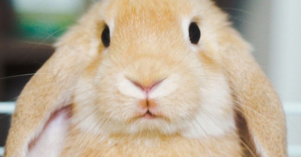 うさぎ のかわいいけど 飼うときのポイントは 白川屋 Note うさぎ のかわいいけど 飼うときのポイントは 白川屋 Note