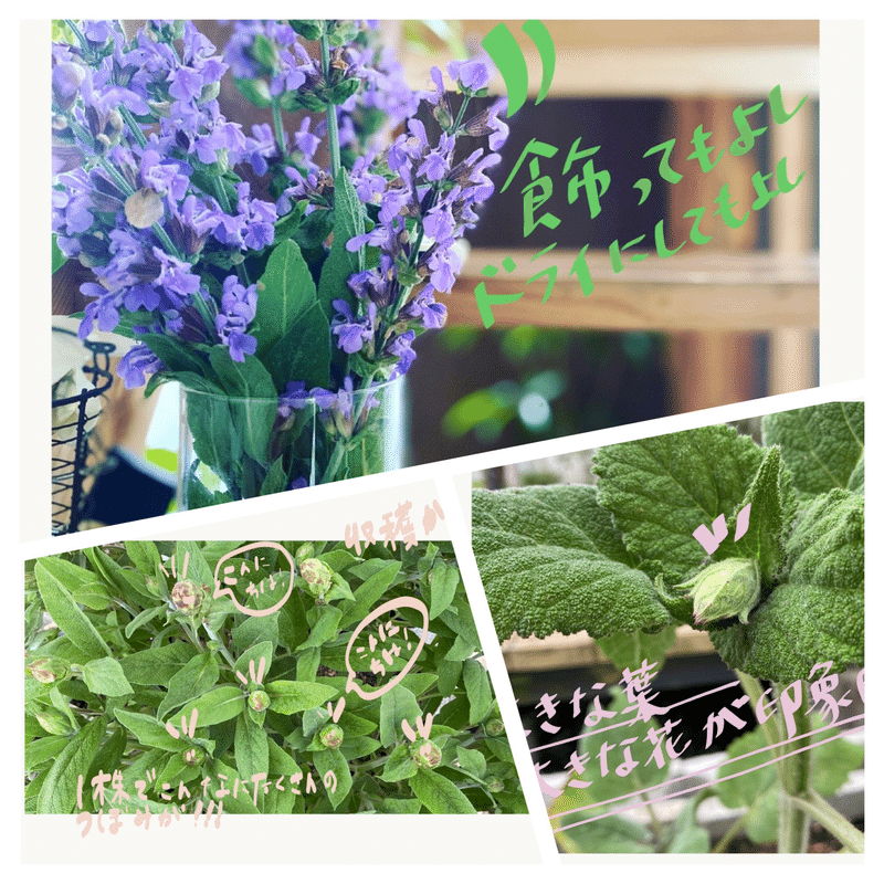 セージ ころの庭自然菜園ーハーブやアロマもー Note セージ ころの庭自然菜園ーハーブやアロマもー Note
