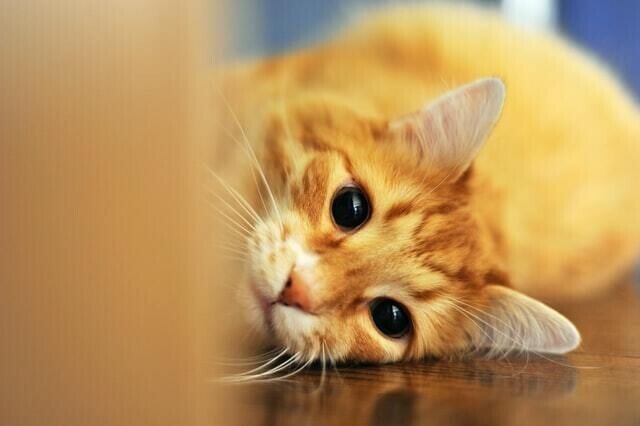 猫にホウ酸団子は危険 ホウ酸中毒の怖さとは 獣医師が解説 Vet1013 Note