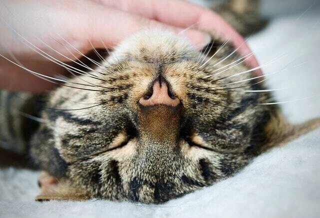 猫にホウ酸団子は危険 ホウ酸中毒の怖さとは 獣医師が解説 Vet1013 Note