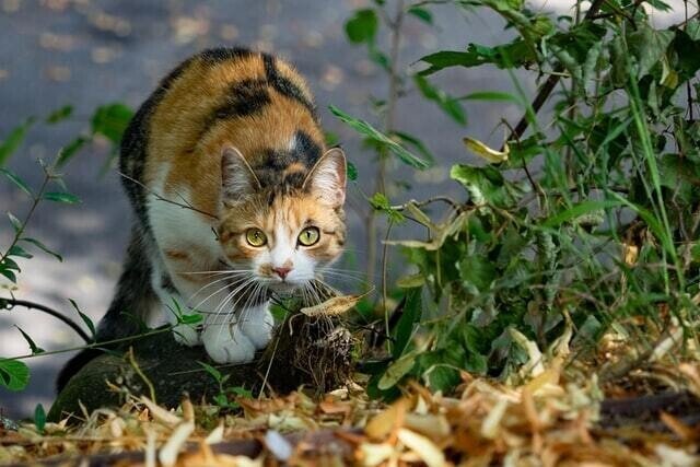 猫にホウ酸団子は危険 ホウ酸中毒の怖さとは 獣医師が解説 Vet1013 Note 猫にホウ酸団子は危険 ホウ酸中毒の怖さとは 獣医師が解説 Vet1013 Note