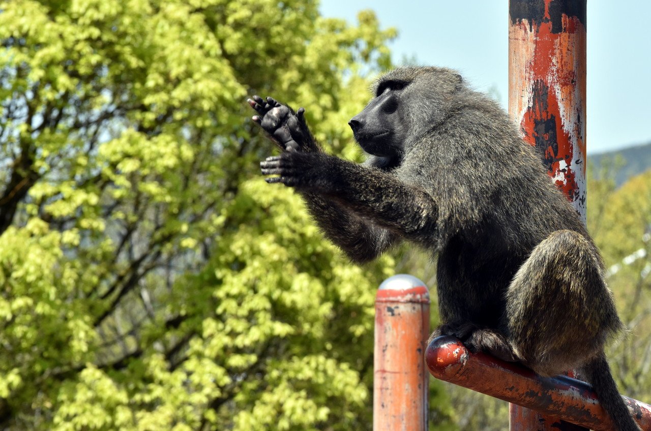 アヌビスヒヒ ドグエラヒヒ 霊長目オナガザル科 Hirahiranote Note