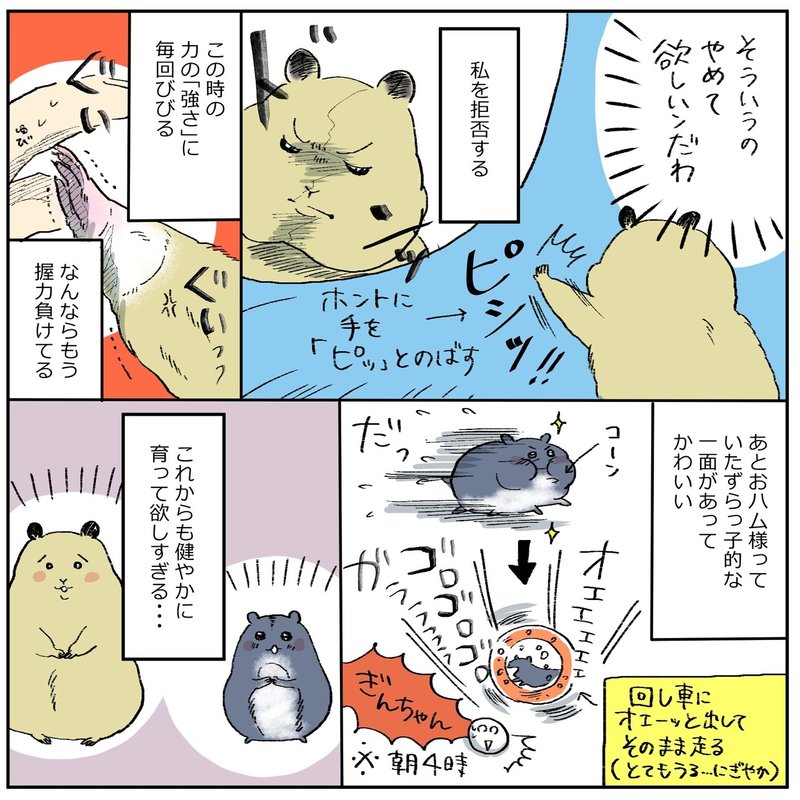 ハムスター２匹 それぞれかわいい 百田ちなこ Note