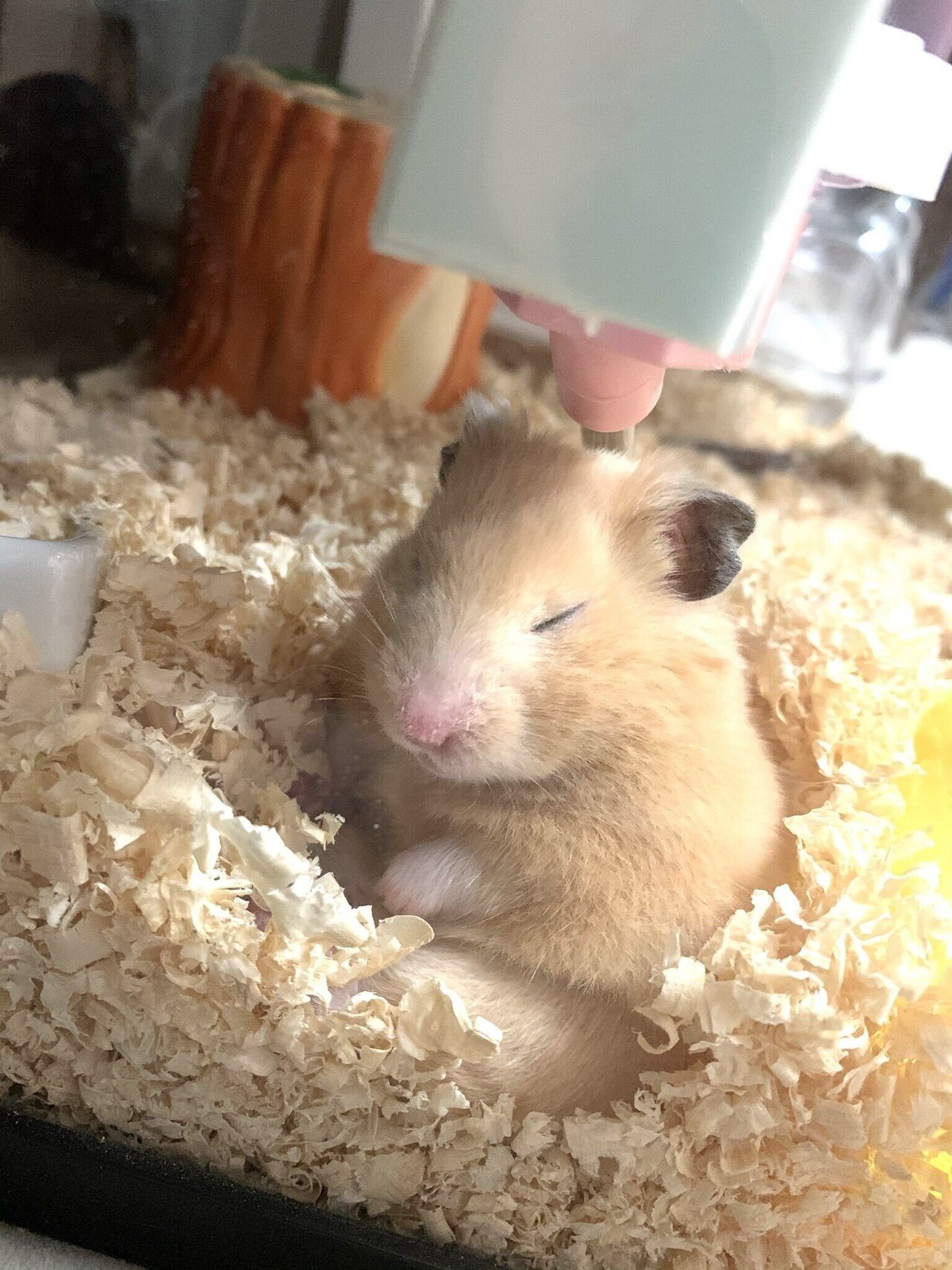 ハムスター2匹 それぞれかわいい 百田ちなこ Note ハムスター2匹 それぞれかわいい 百田ちなこ Note