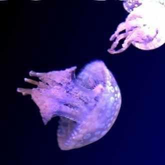 さかな 琵琶湖博物館 タウタ Note