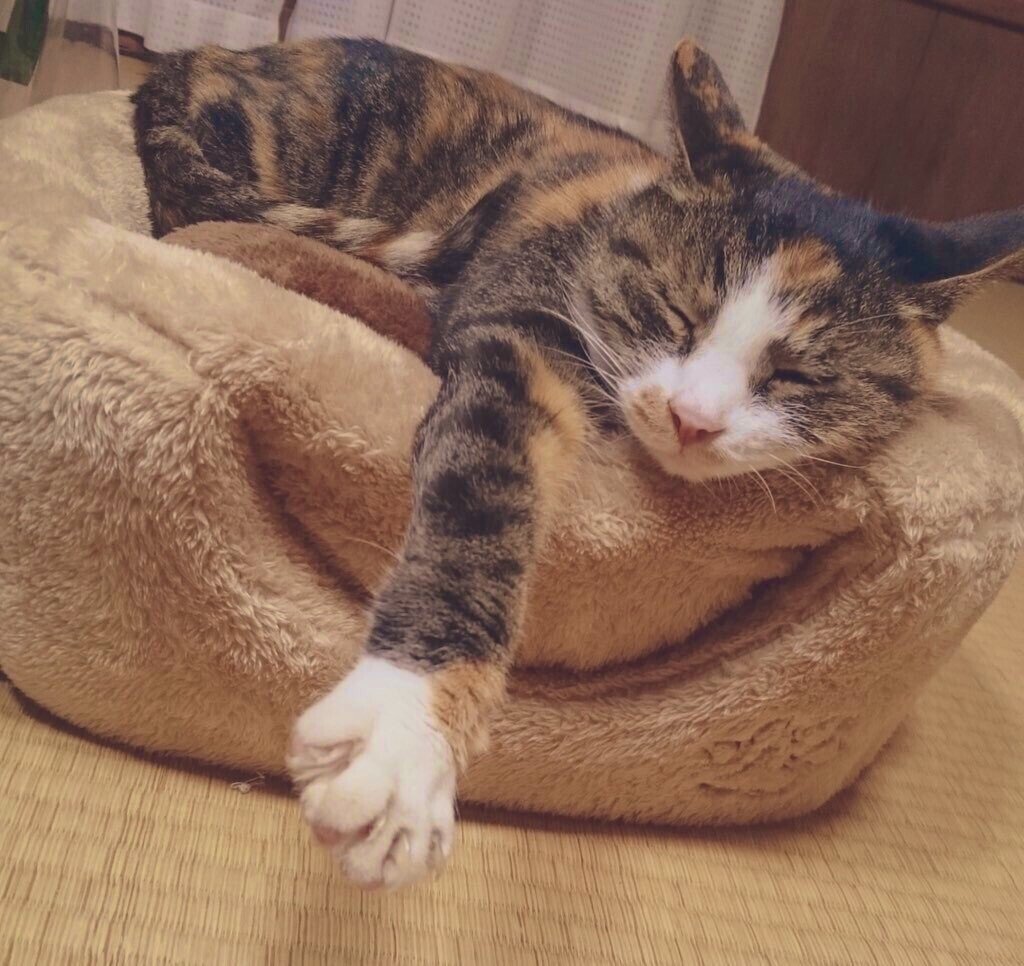 書評とはその味わいを著者らへ敬意を込めテキストに落とし込むお礼の作業なんだにゃ 三毛猫と博士 ミャア 水月昭道 Note