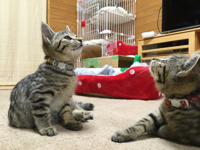 ちょっとだけ大きくなりました ねこ姉妹 Note