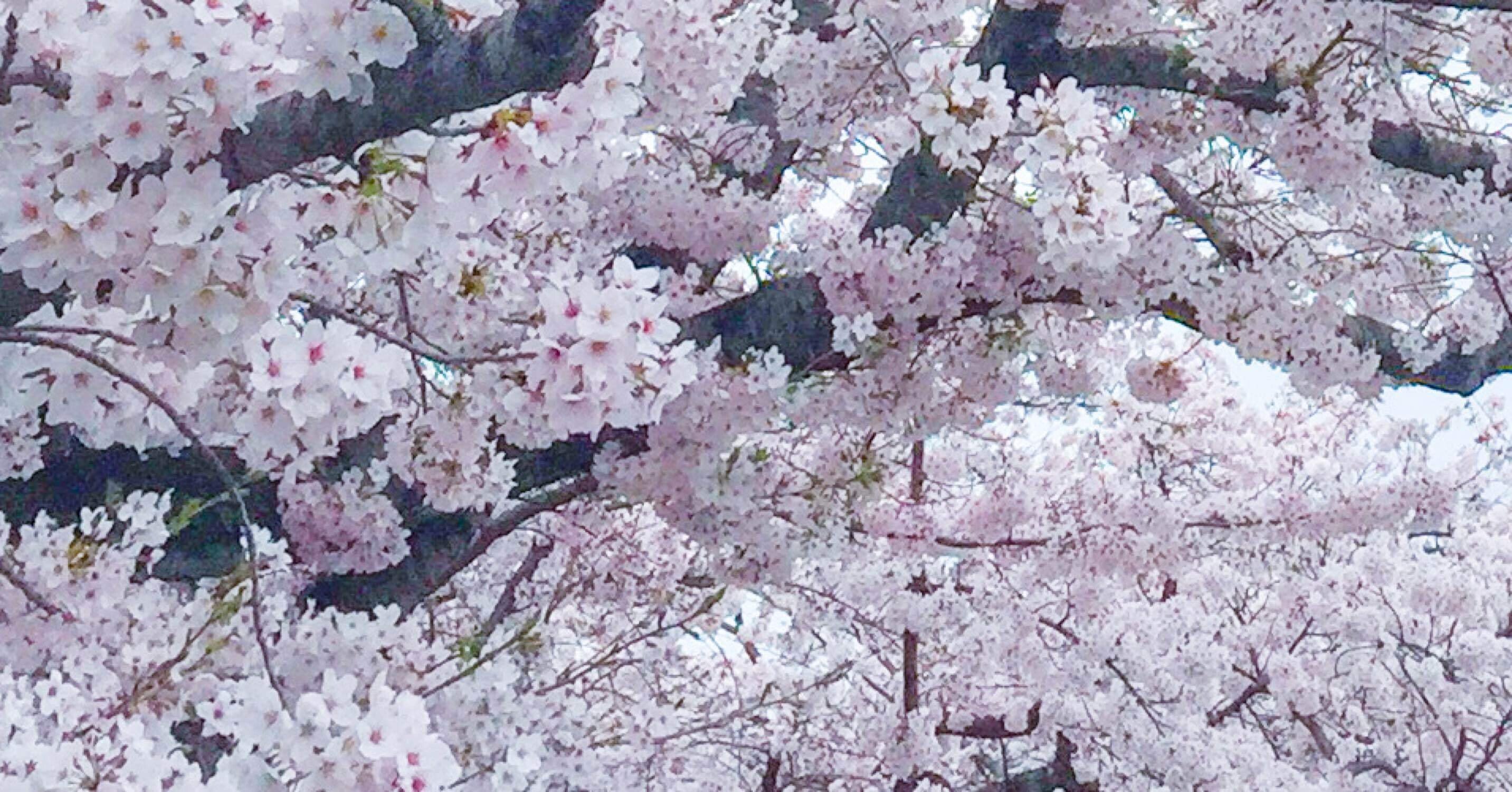 源家長日記 五 大内花御覧 麻乃 Note