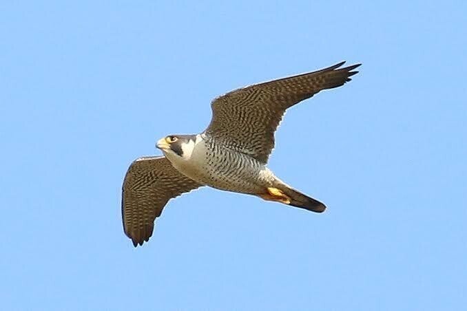 第1393回 群れないハヤブサ｜翆野 大地