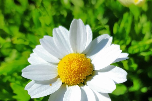 ノースポールの花言葉誠実 の新着タグ記事一覧 Note つくる つながる とどける ノースポールの花言葉誠実 の新着タグ記事一覧 Note つくる つながる とどける