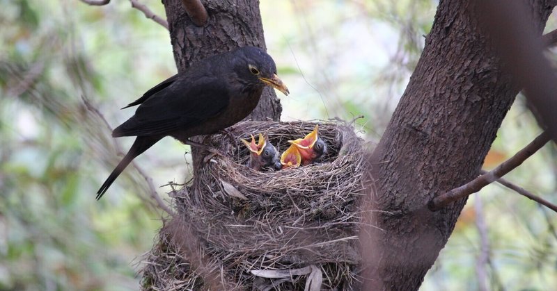 いつまで親鳥 雛鳥の関係を続けるの日本の教育 ガクせん Note いつまで親鳥 雛鳥の関係を続けるの日本の教育 ガクせん Note