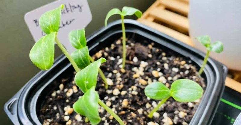 キュウリを室内で種から育ててみました 鈴順 Note キュウリを室内で種から育ててみました 鈴順 Note