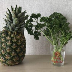 平沢進「景観する循環カフェ」｜kermit_nawoko