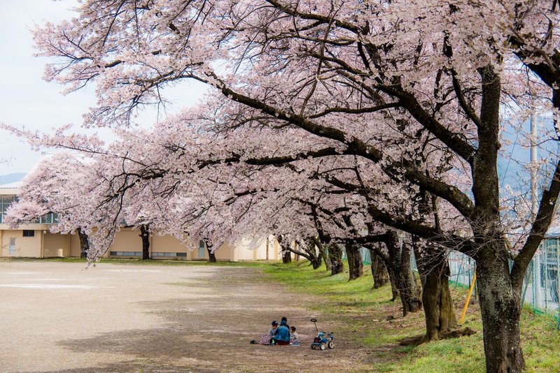 塩尻桜と親子