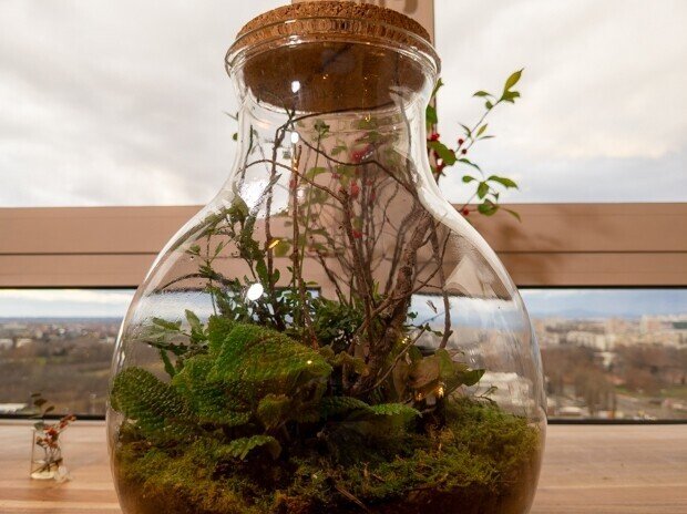 観葉植物でクロアチア語を学ぶ Anri Note