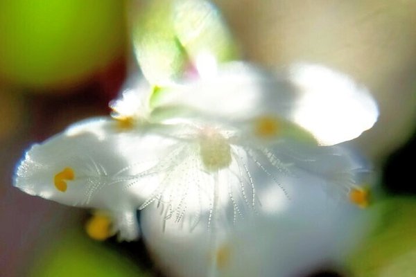 ブライダルベールの花言葉はしあわせを祈る の新着タグ記事一覧 Note つくる つながる とどける ブライダルベールの花言葉はしあわせを祈る の新着タグ記事一覧 Note つくる つながる とどける