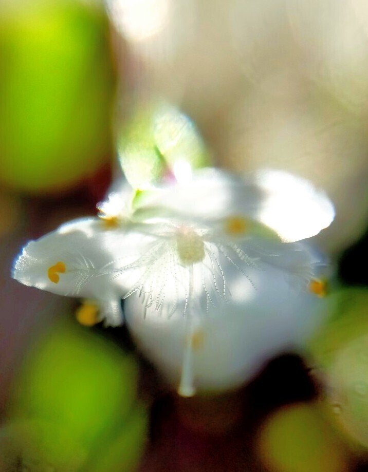 ブライダルベールの花言葉はしあわせを祈る の新着タグ記事一覧 Note つくる つながる とどける