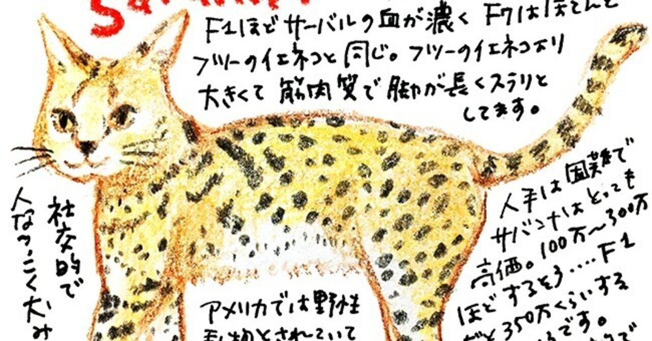 ヤマネコ イエネコはイエネコ 陽菜ひよ子 イラストレーター インタビューライター Note