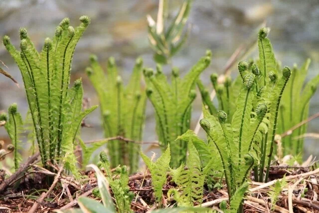 週末投稿】つれづれ有用植物＃64（コウヤワラビ科クサソテツ属