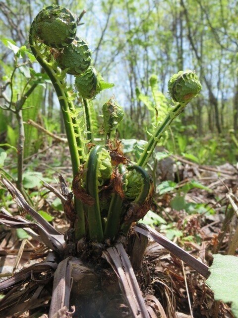 週末投稿 つれづれ有用植物 64 コウヤワラビ科クサソテツ属 クサソテツ Pingubanana Note