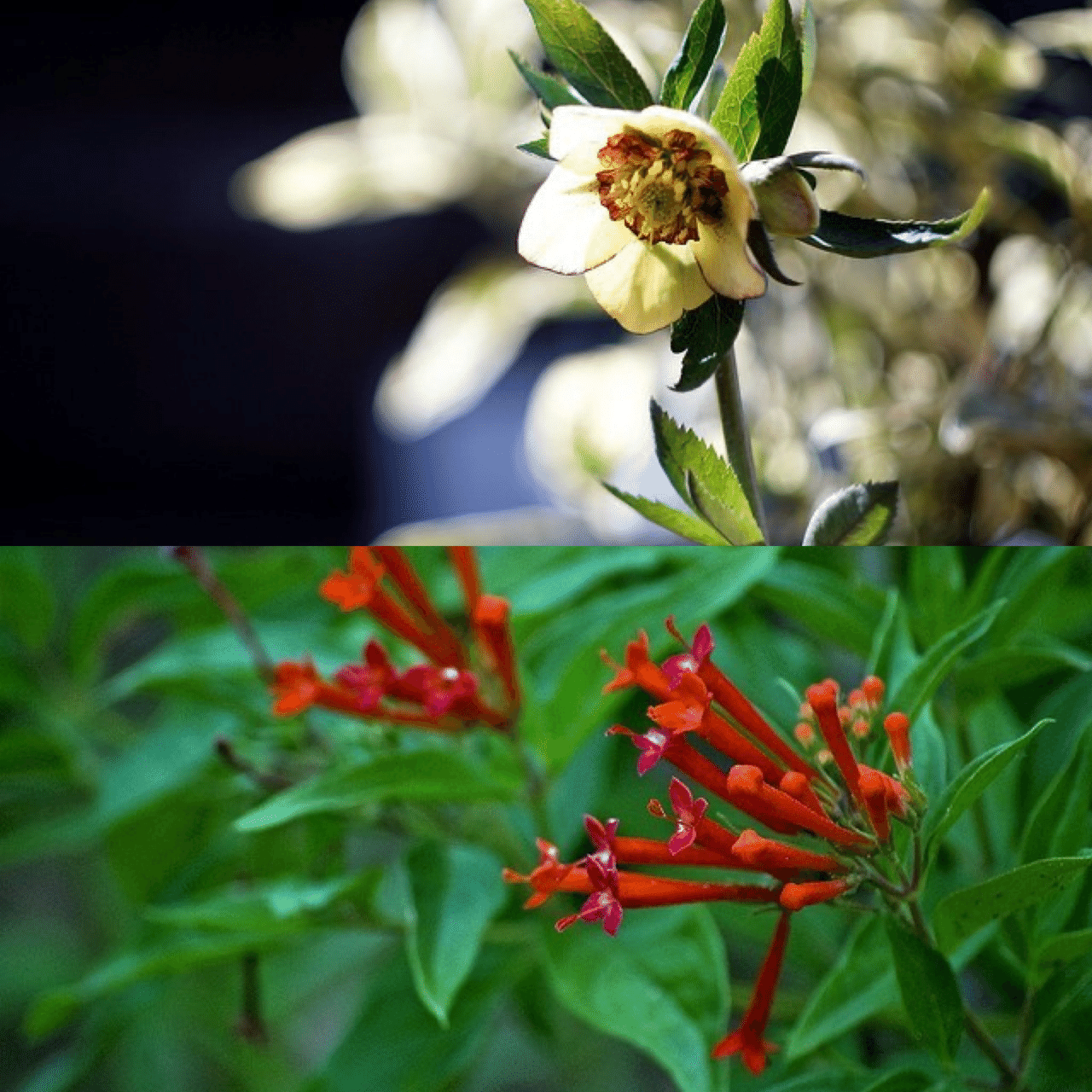 12月26日お誕生日の方おめでとうございます 今日の誕生花の花言葉は クリスマスローズ 私の不安をやわらげて 慰め 中傷 ブバルディア 交流 親交 情熱 今日も素敵な1日になりますように Monstera18 Note