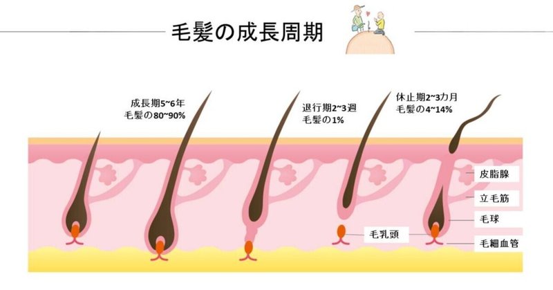 髪一本の寿命は5年 Inamu Note 髪一本の寿命は5年 Inamu Note
