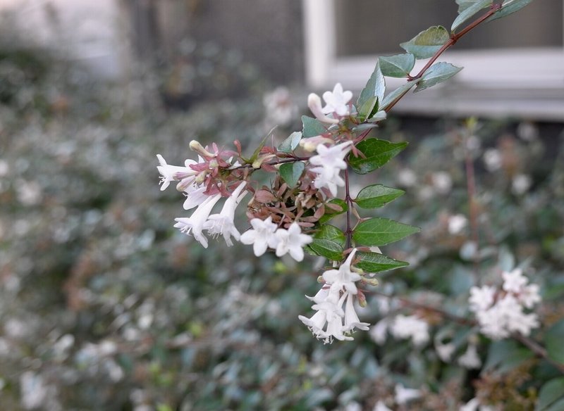 米津玄師が歌った秘密の花言葉が深い Wild Orange Note