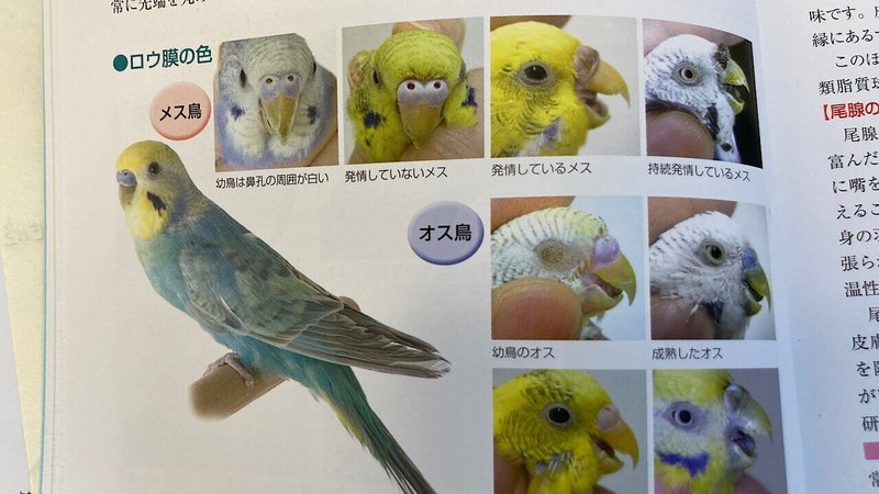 ぽぴの再診で学んだ 8つのこと インコのろう膜の色 インコまるけ Note