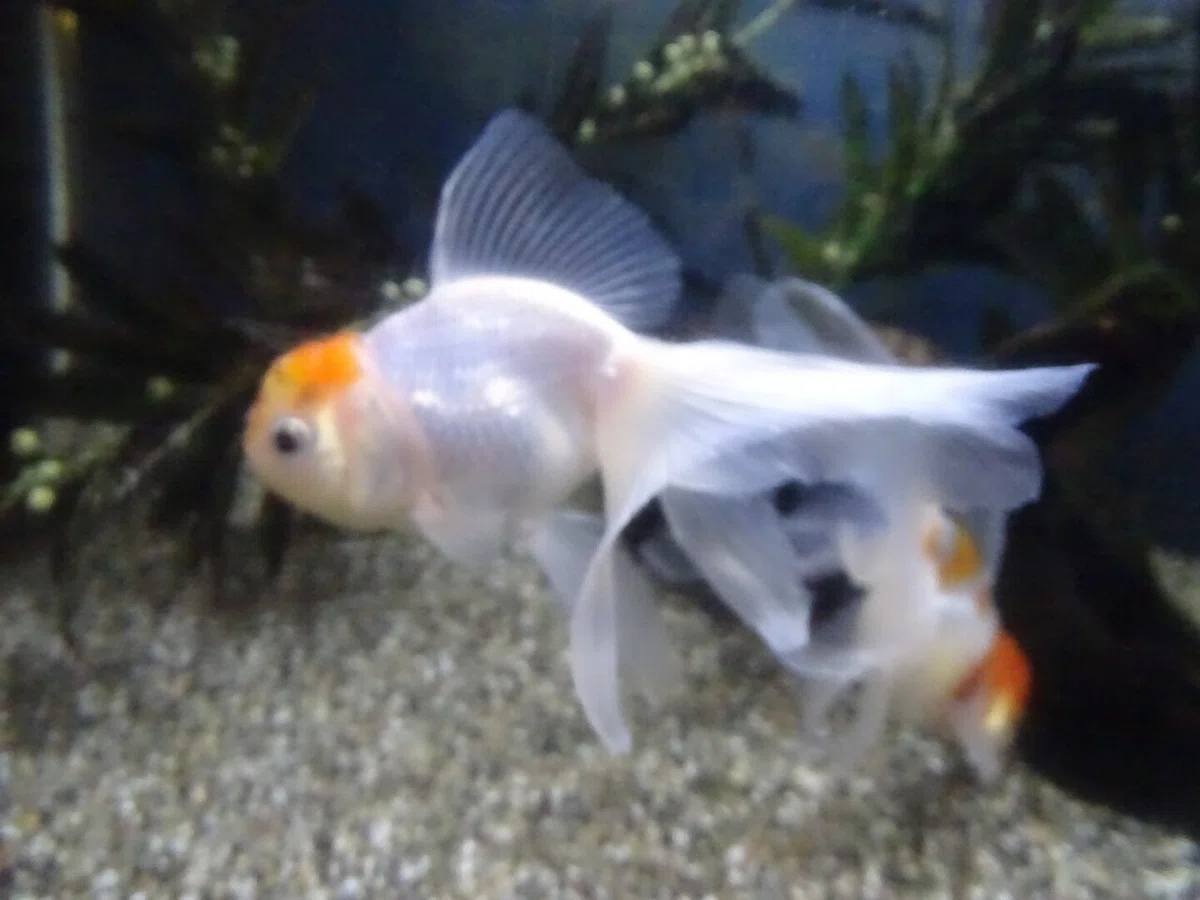 画像17