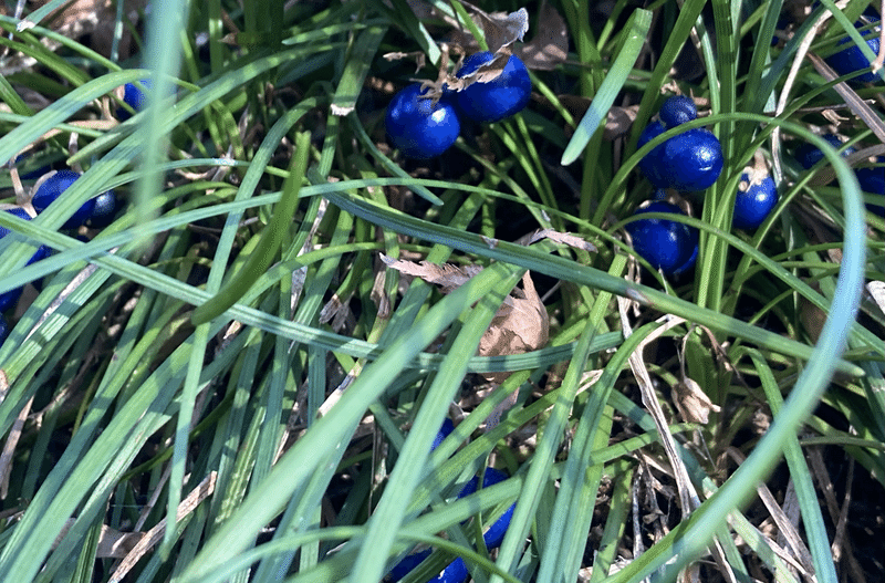 臨時休園直前の殿ヶ谷戸庭園 国分寺散歩 ハケ と野川のお散歩セラピー Note