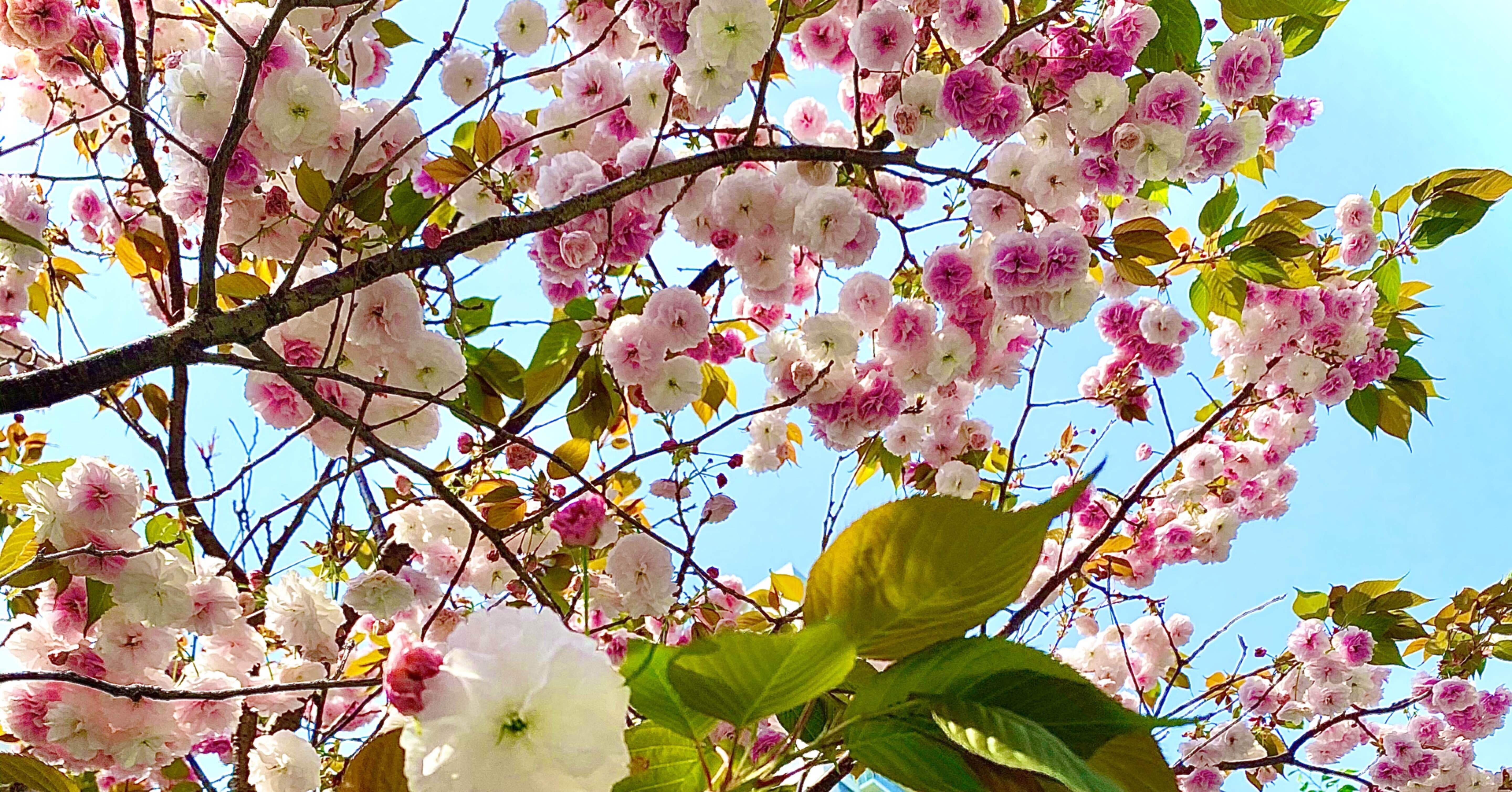 自己紹介 藤井美樹 Note