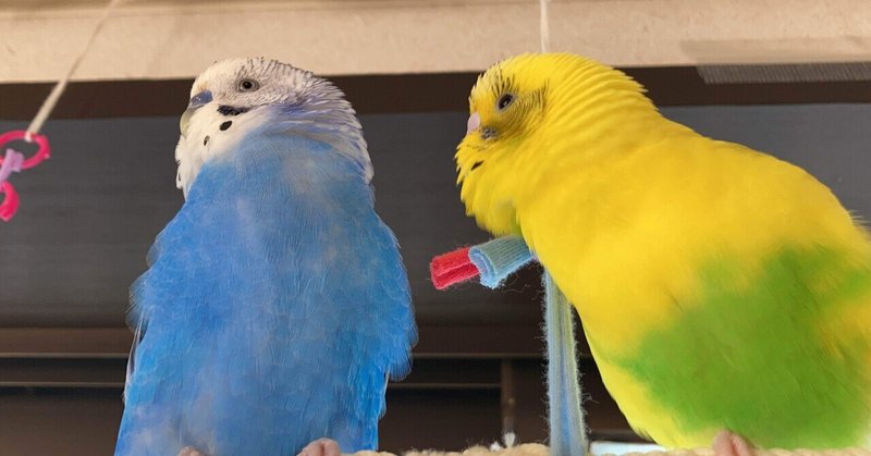 ぽぴの再診で学んだ 8つのこと インコのろう膜の色 インコまるけ Note