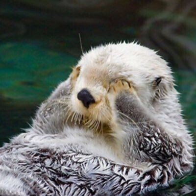 連勤で心が荒み始めているので ここでほんわかする豆知識を ラッコは手が冷えないように 目やほっぺに当てて温めます また海に浮かんで生活をしているので 流されないように海藻を体に巻き付けたり ラッコ同 さる Note