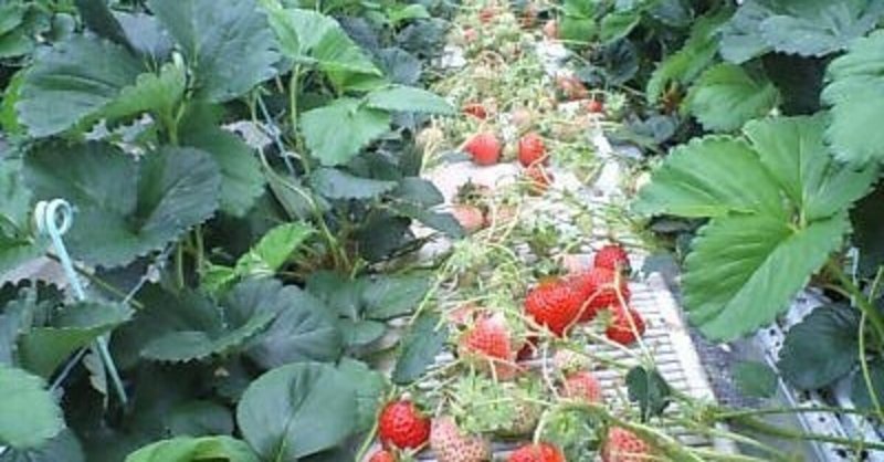 イチゴ栽培で 酵素肥料の効果 伸ヒーロ 高品質に多収メソッド Note