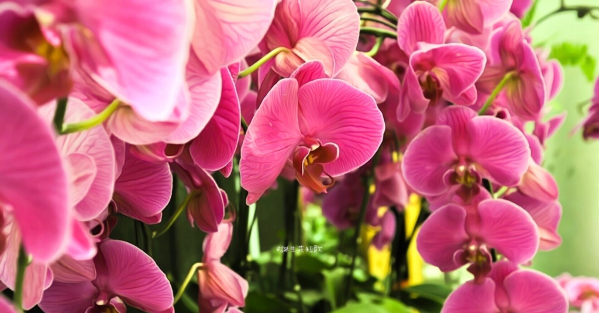 12月26日 誕生花は桃色胡蝶蘭 誕生花短歌 御子柴 流歌 Note 12月26日 誕生花は桃色胡蝶蘭 誕生花短歌 御子柴 流歌 Note