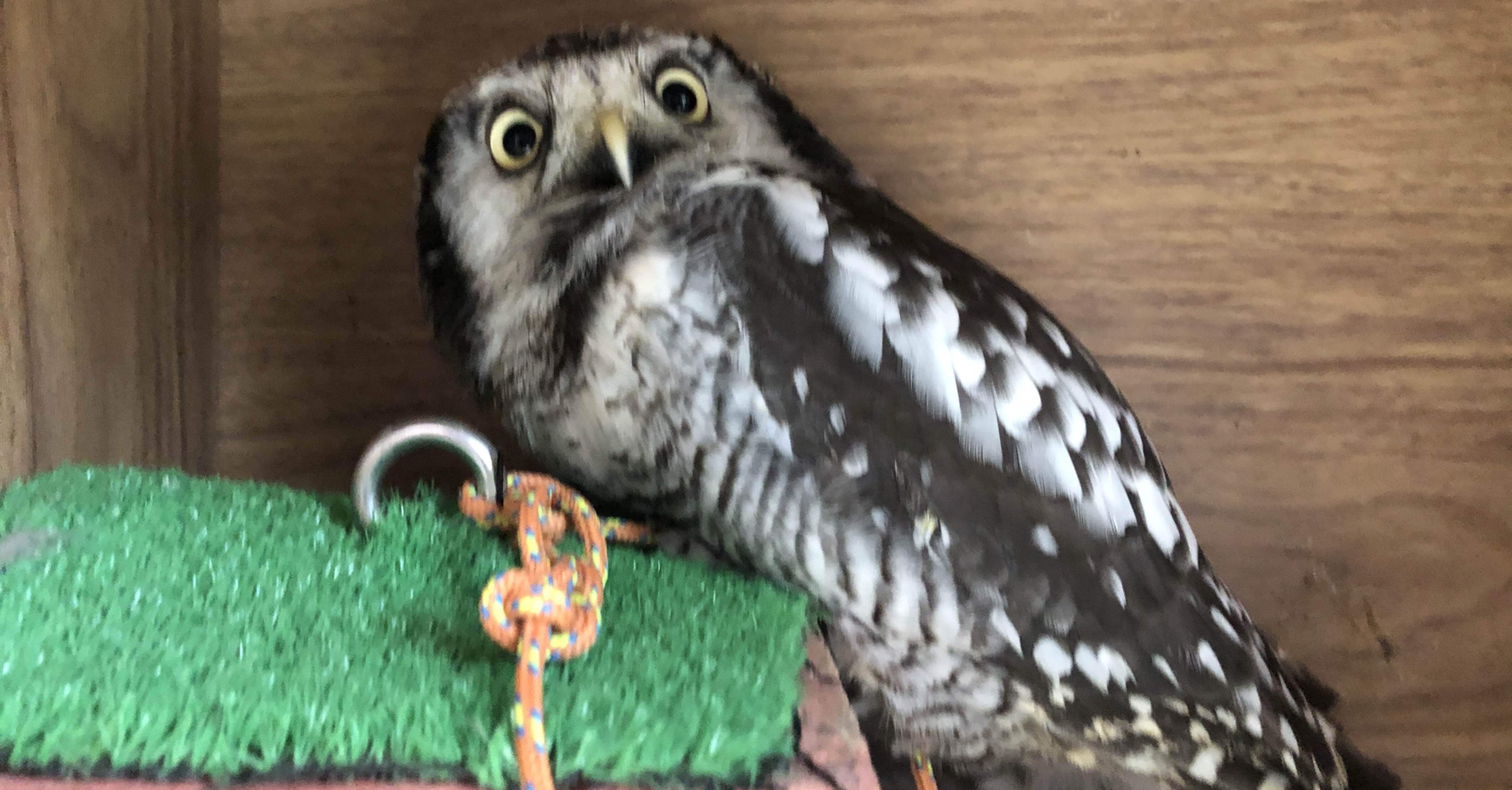 フクロウとの生活年12月 Maddy Note