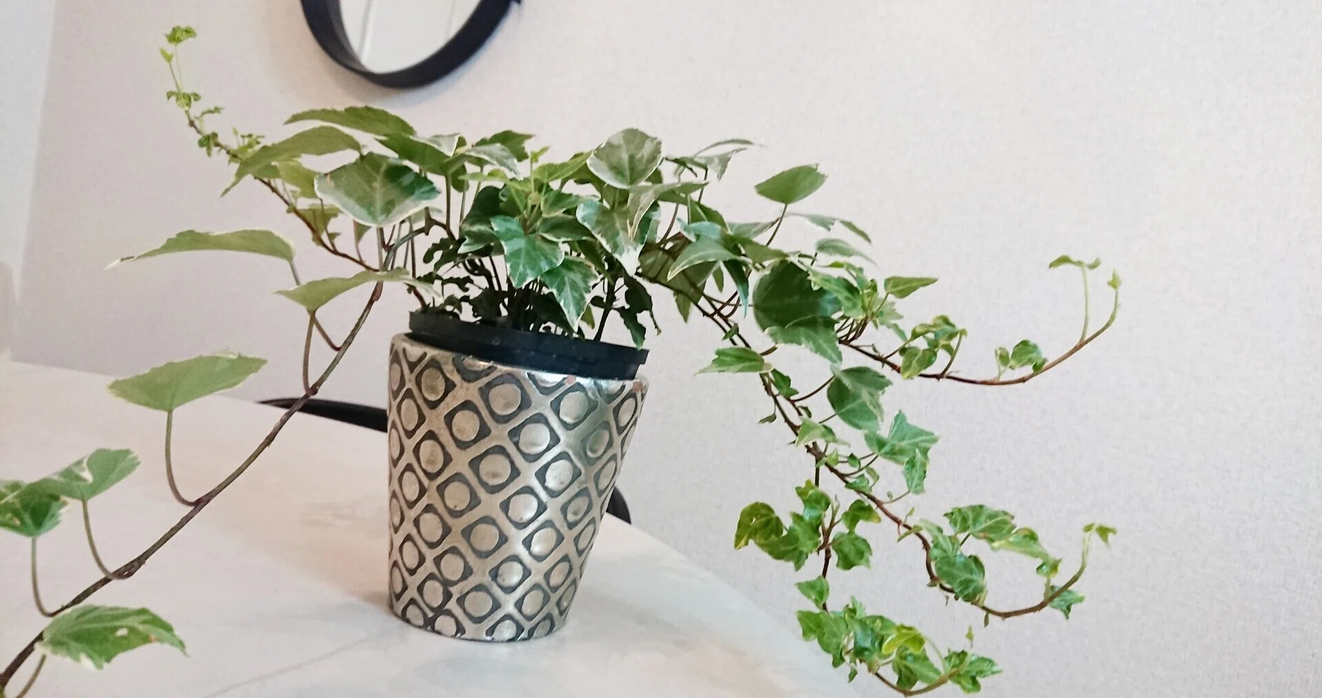 Ldk 初心者にオススメの観葉植物 どんどん伸びるアイビーはいかが ちゃろ Note Ldk 初心者にオススメの観葉植物 どんどん伸びるアイビーはいかが ちゃろ Note