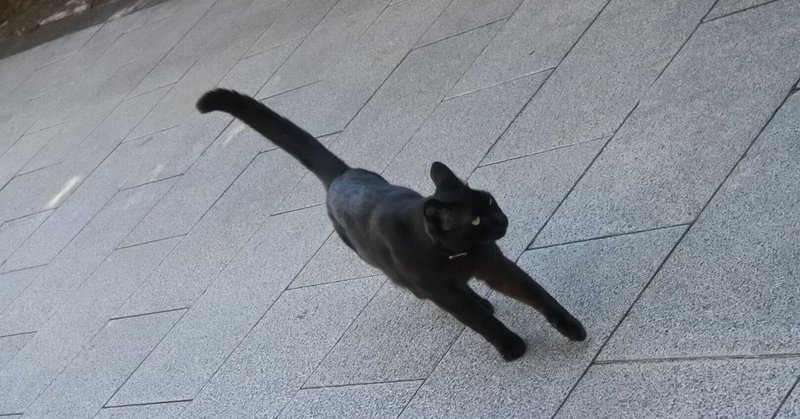 博学な人 薄学 浅学 な人 blackcat note