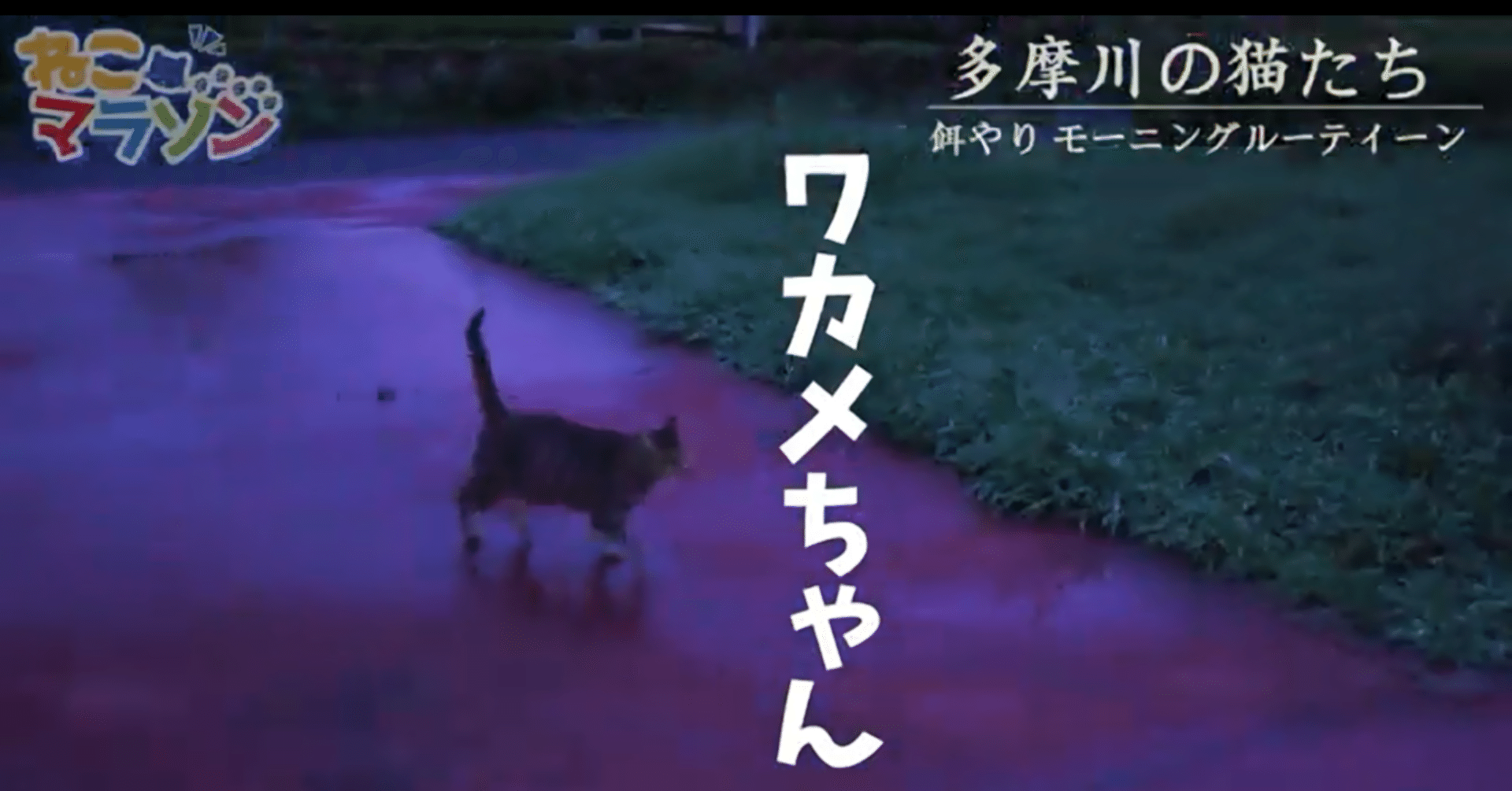 ねこマラソンさんへのリスペクト 古後信二 Note