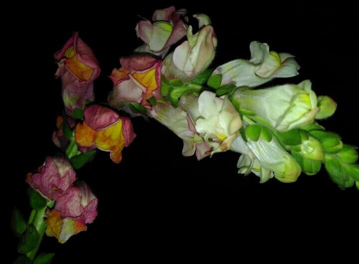 次々咲いていく花 次々枯れていく花 金魚草 の繋がった咲き方 生きているのは１つ１つというより水を吸い上げる管の部分と思えば良いのか 体の話を昨夜読み ミトコンドリアを思い 緑色の光で撮影 その光は写って ユウ Note