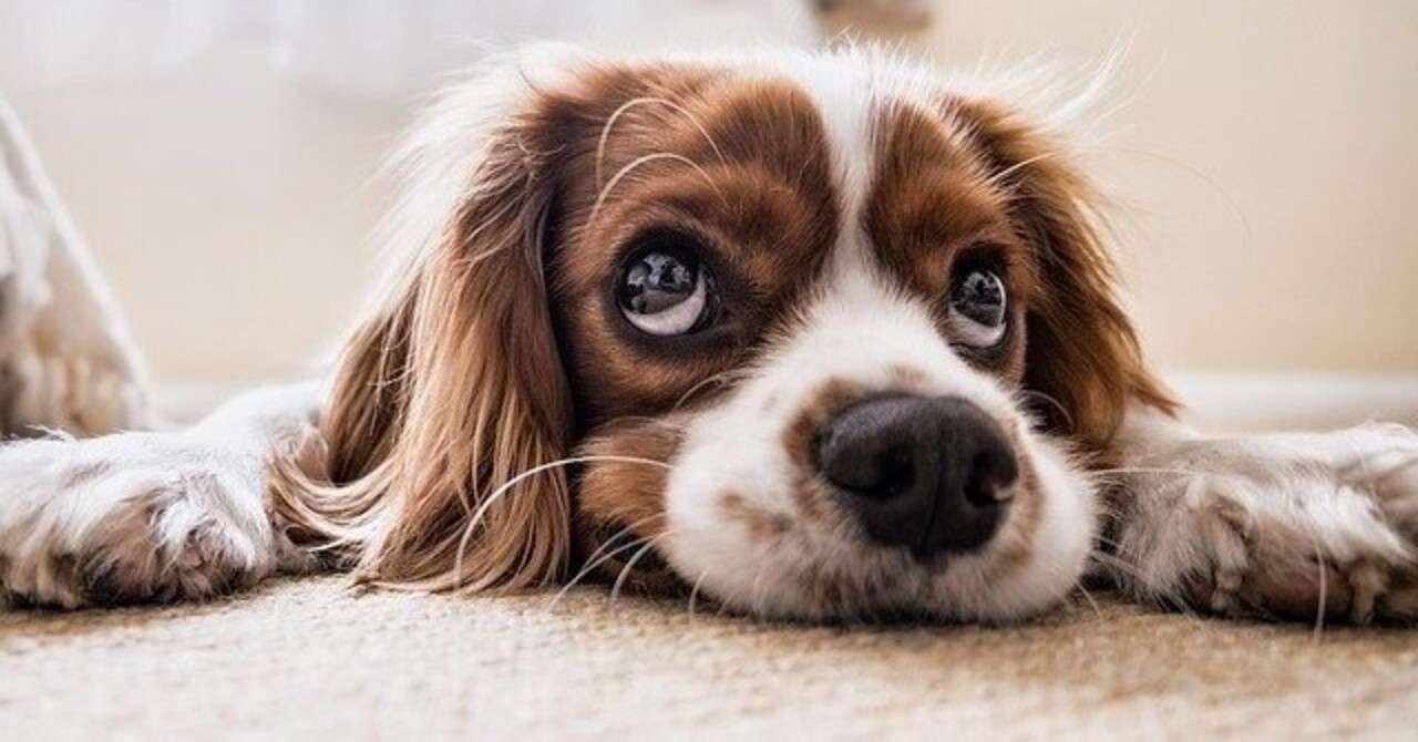 犬にホウ酸団子は危険 ホウ酸中毒の怖さとは 獣医師が解説 Vet1013 Note 犬にホウ酸団子は危険 ホウ酸中毒の怖さとは 獣医師が解説 Vet1013 Note