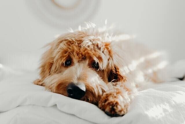 犬にホウ酸団子は危険 ホウ酸中毒の怖さとは 獣医師が解説 Vet1013 Note