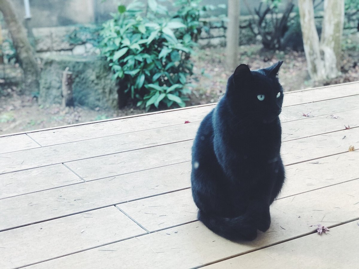 黒猫の写真。