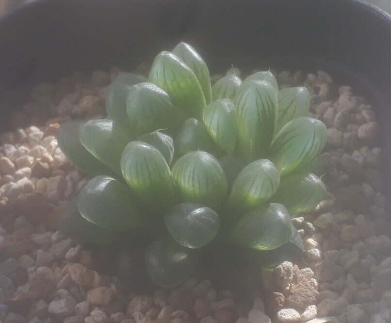 大寒波到来前に多肉さんたちをお部屋へ避難 タヌ Note