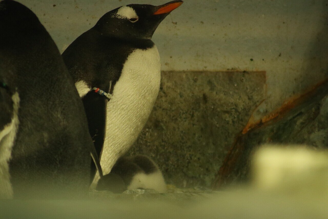 ペンギンのヒナ 成長しました 眼鏡屋 Note