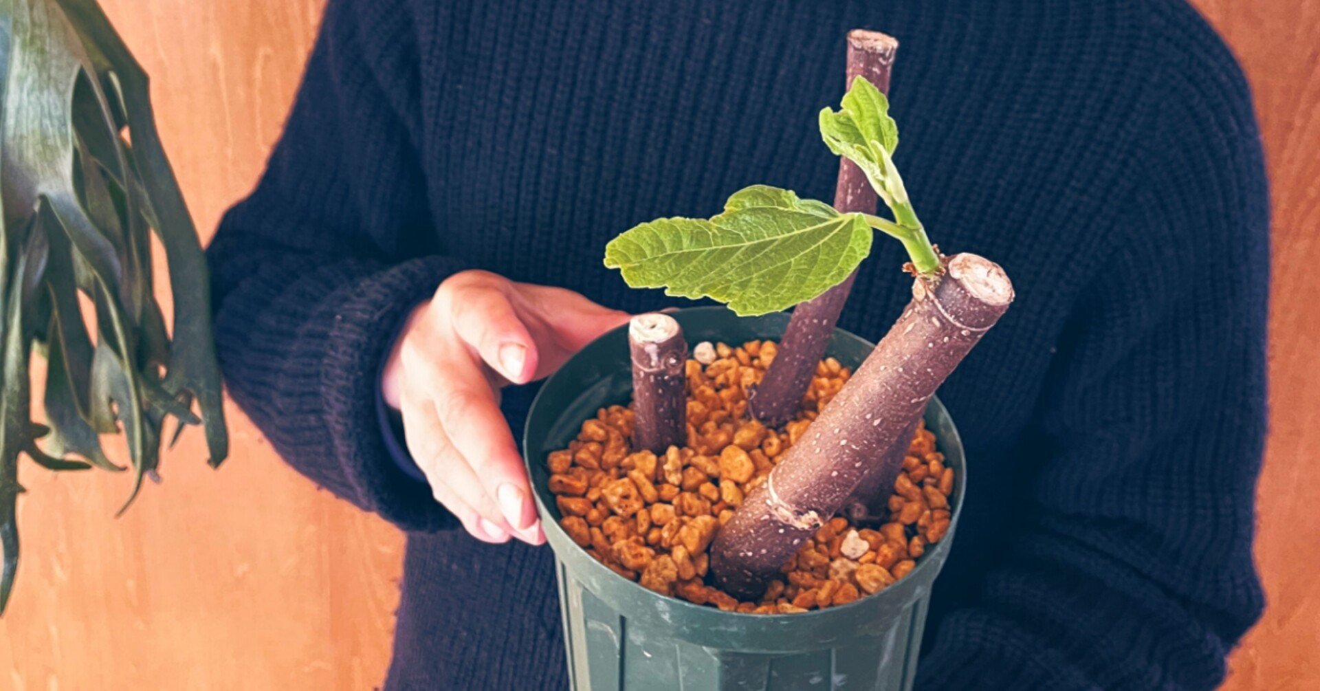 鉢植えいちじくの挿木関連動画 世界のいちじく育てよう まるはち果実園 Note