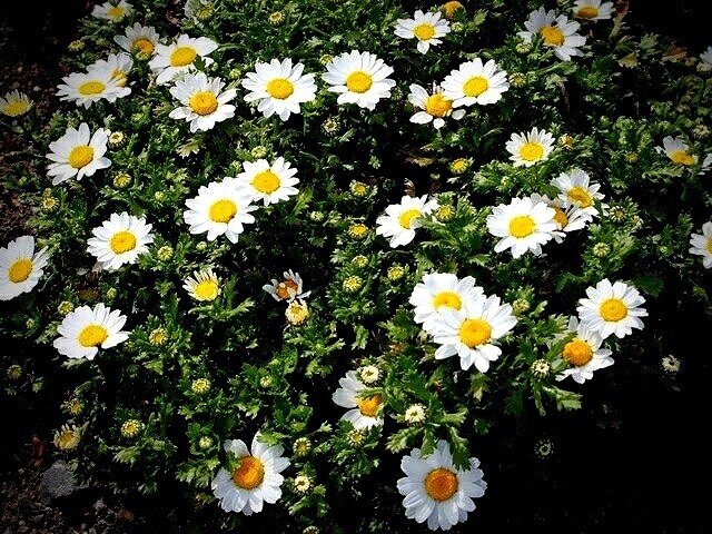 ノースポールの花言葉 Note ノースポールの花言葉 Note