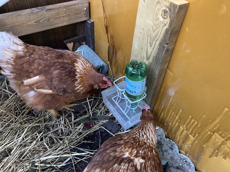 ニワトリの自動給水器作り 小屋暮らし日目 一城ひとま Note