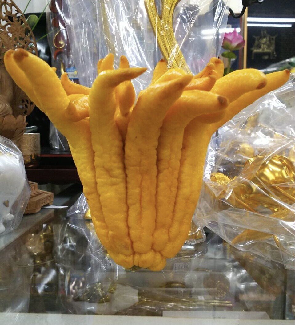 ☀幸運を招く縁起物飾り 仏手柑、斑入り仏手柑のご案内 です。 ☀幸運を