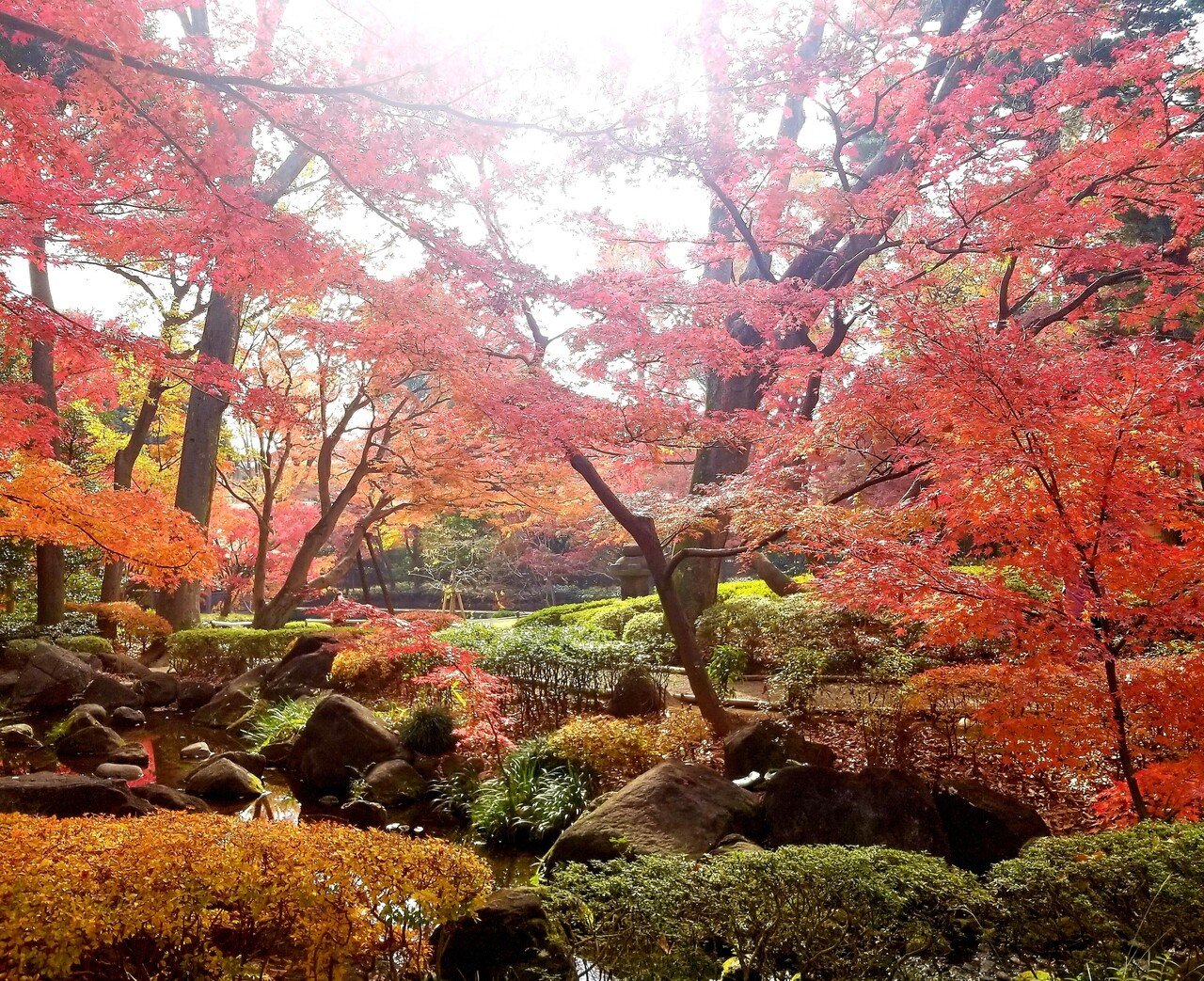 本当に綺麗な紅葉の大田黒公園 わこママ Note